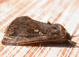 Common Looper